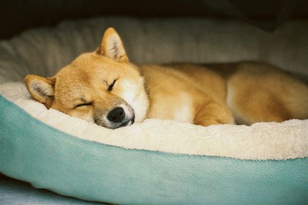 Daybed til hunde - komfort og stil til din pelsede ven